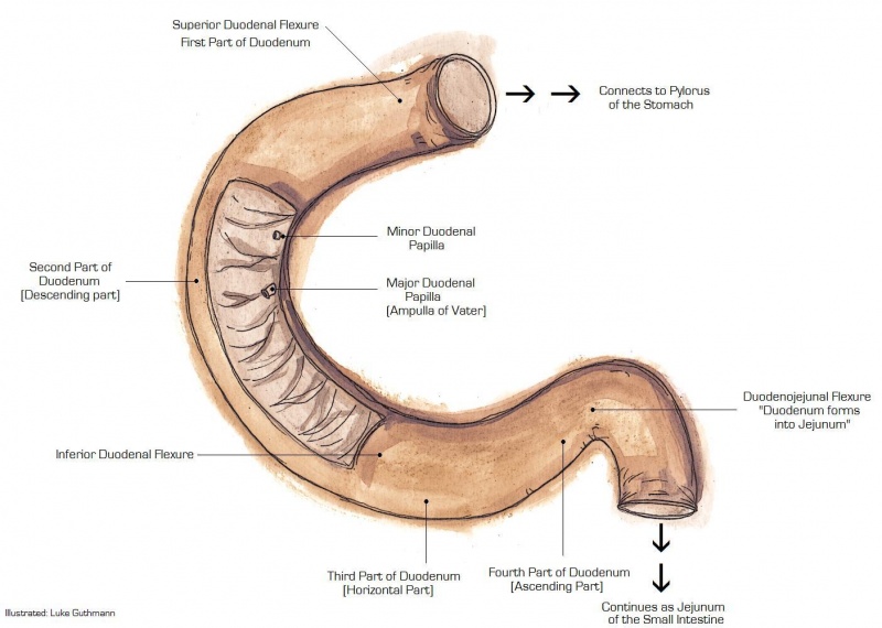 File:Duodenumanatomy.jpg