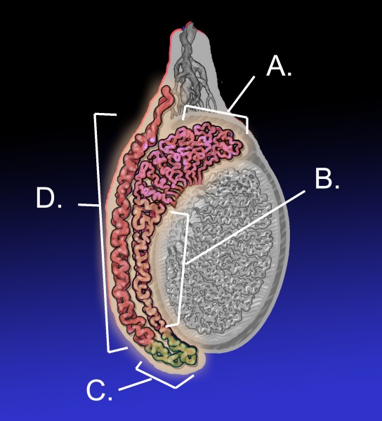 File:Epididymis-KDS.jpg