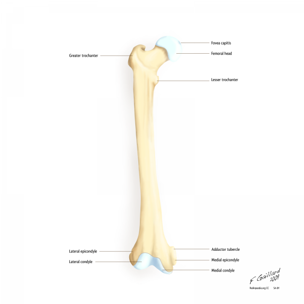 File:Fumur Anterior annoted.png