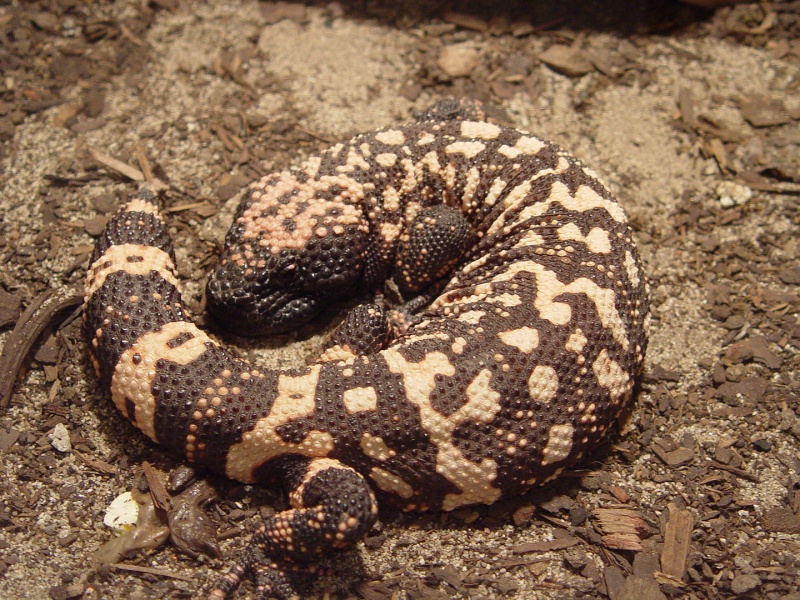 File:Gila monster2.jpg