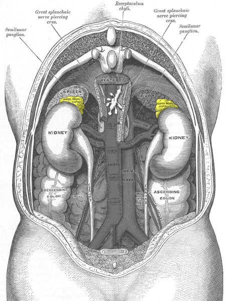 File:Gray1120-adrenal glands.png