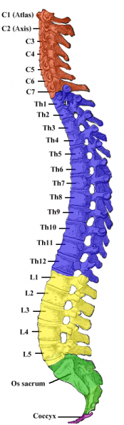 File:Gray 111 - Vertebral column-coloured.png