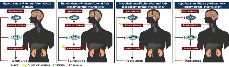 File:HPA axis combined.jpg