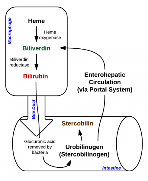 File:Heme Breakdown.png