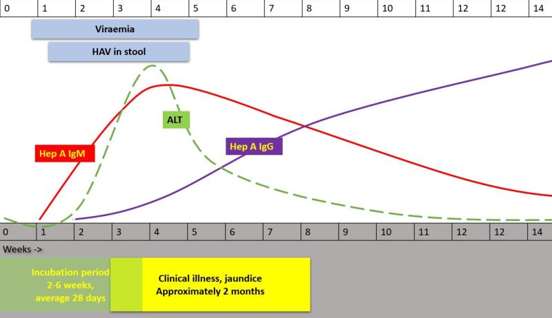 File:Hepatitis A serology.jpg
