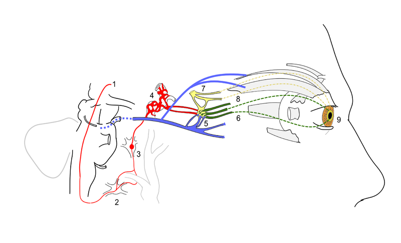 File:Horner's Syndrome and Autonomic innervation of the eye.svg