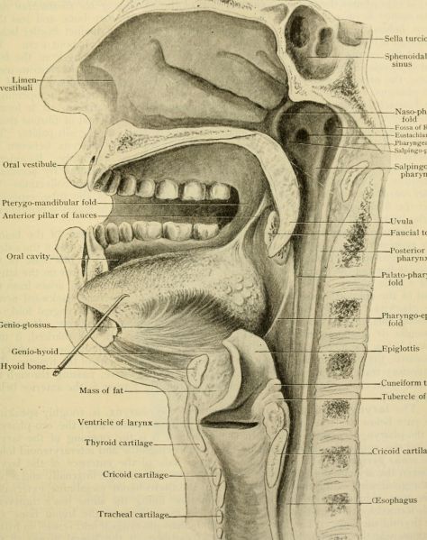 File:Human anatomy, including structure and development and practical considerations (1911) (14594049867).jpg