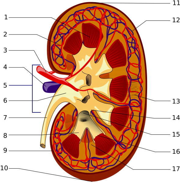 File:KidneyStructures PioM.png