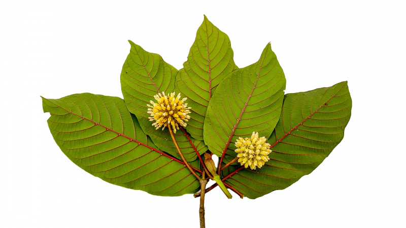File:Kratom leaves.jpg