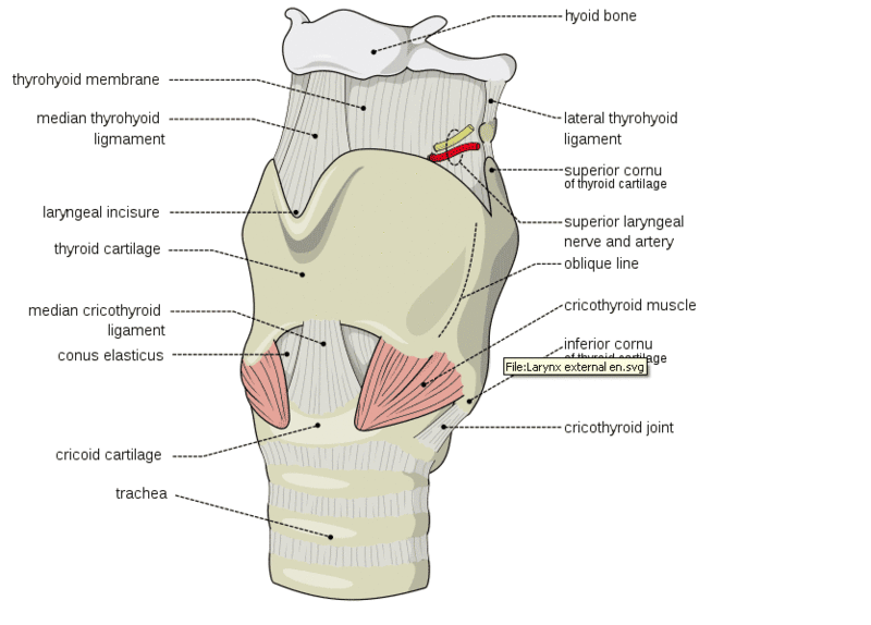 File:Larynx external Cricothyrotomy.gif