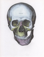 Lateral Dislocation.jpeg