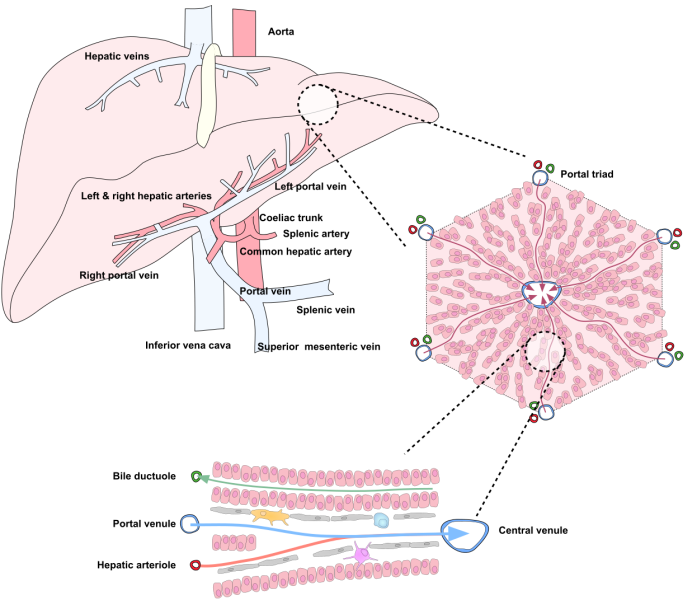 File:Liver vascular anatomy.png