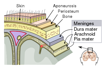 File:Meninges-en.svg