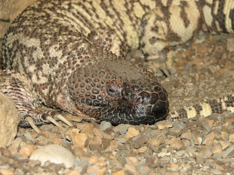 File:Mexican-Beaded-Lizard.jpg