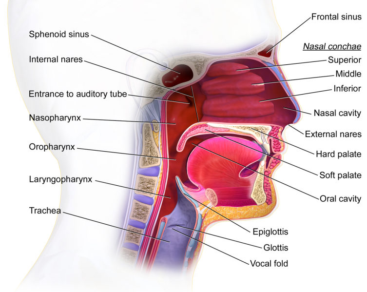 File:Mouth and pharynx.png