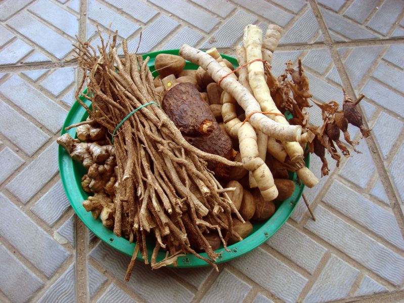 File:Pau de cabinda.jpg