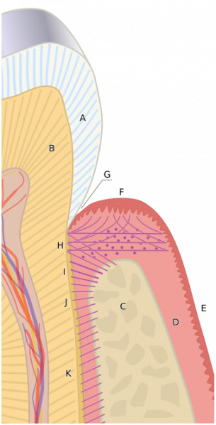 File:Periodontium.png