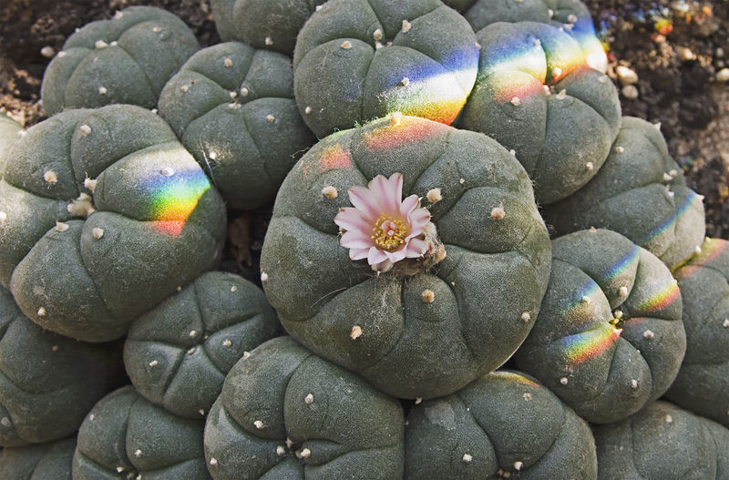 File:Peyote.jpg