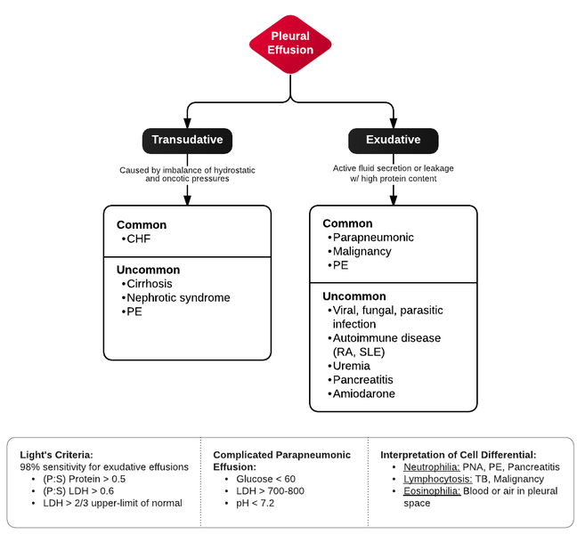 File:Pleural effusion.png