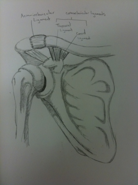 File:Right shoulder with AC Ligaments.jpg