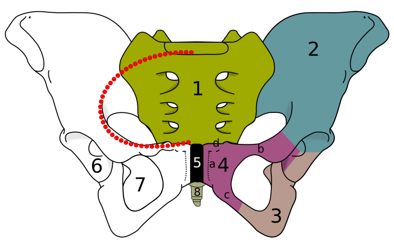 File:Skeletal pelvis-pubis.png