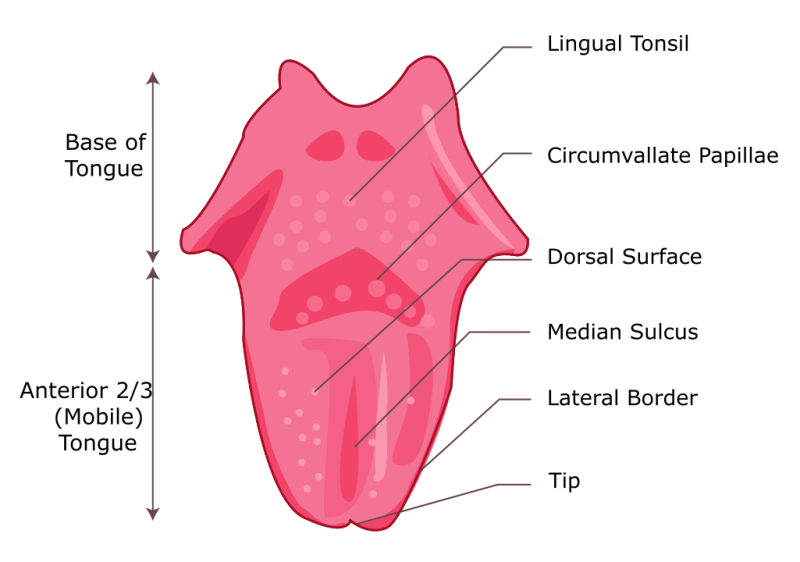 File:Tongue.png
