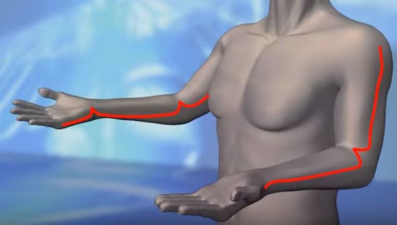 File:Upper extremity.JPG