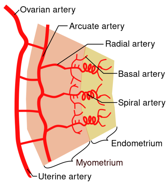 File:Uterine arterial vasculature.svg