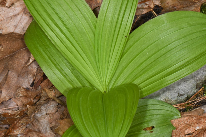 File:Veratrum Viridae.jpg