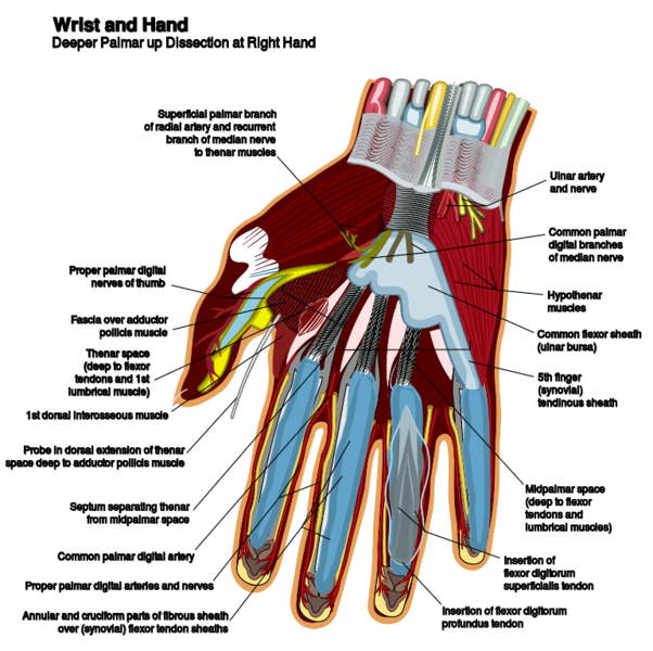 File:Wrist and hand deeper palmar dissection.svg