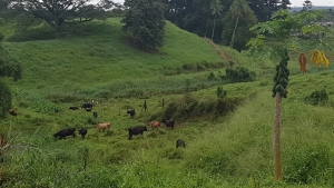 Fiji Dairy Farm near Suva, 2019