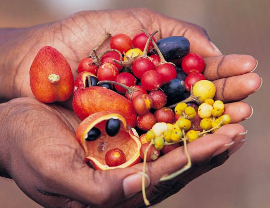 Native food industry to recieve boost from new partnership