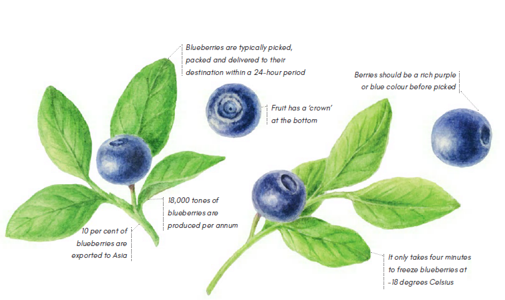 It's blueberry season hospitality Magazine